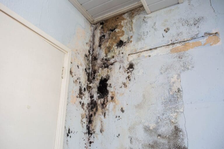 Visible Mold or Mildew